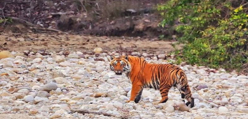 Jim Corbett National Park
