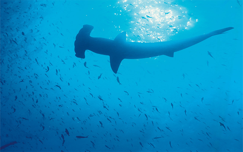 Adventures Tour Diving in Malaysia