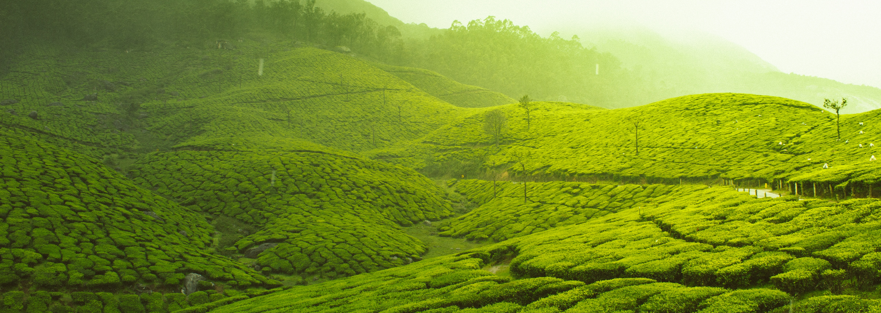 Kerala Tour Packages