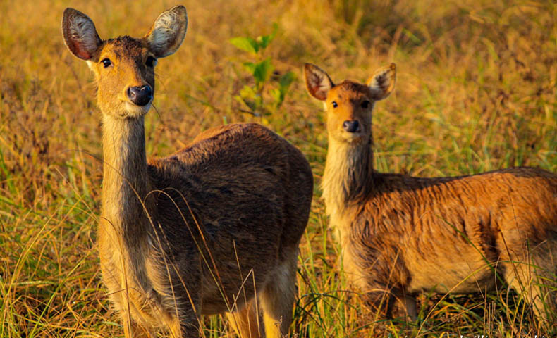 Gujarat Wildlife Safari Tour Packages