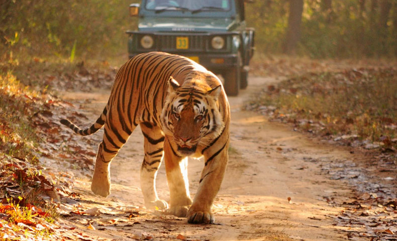 Kanha Bandhavgarh National Park Tour Packages