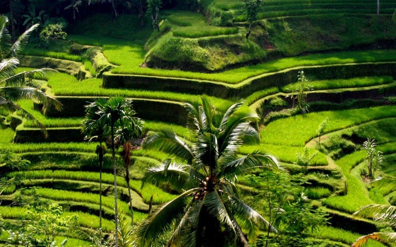 Exclusive Bali Tour