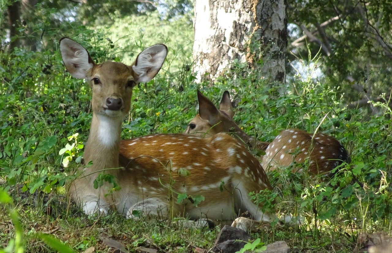 Rajasthan Wildlife Tour Packages