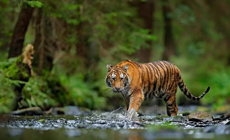Incredible Kerala Wildlife Gateway Tour Package