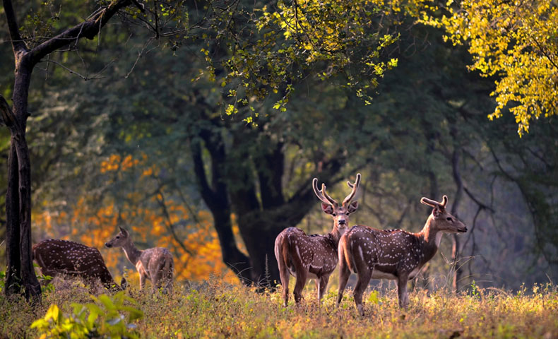 Kanha Bandhavgarh National Park Tour Packages