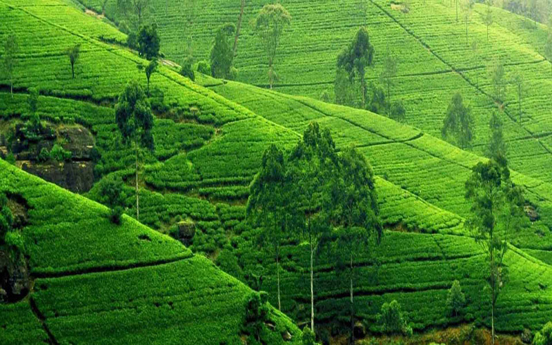 Exotic Darjeeling Tour Packages