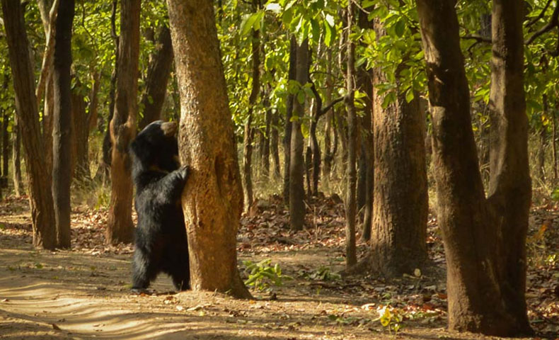 Kanha Bandhavgarh National Park Tour Packages