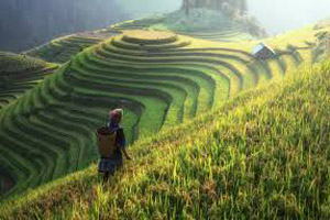 Delightful Darjeeling Tour Package