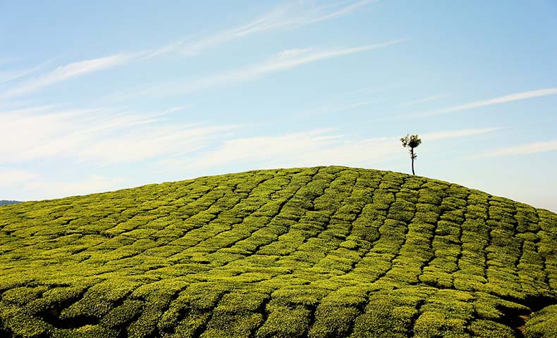 Munnar Tour Packages