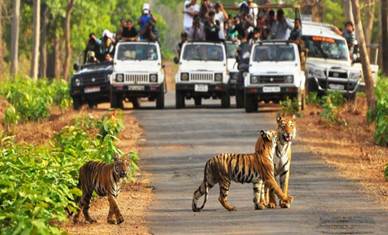 Gujarat Wildlife Safari Tour Packages