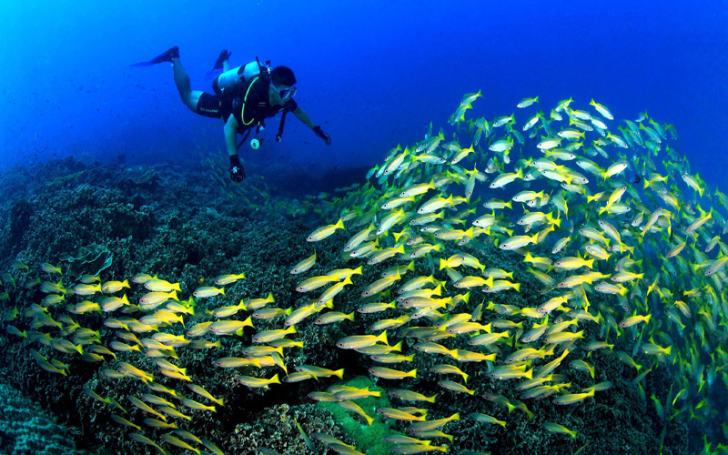 Thrilling Diving Tour in Malaysia